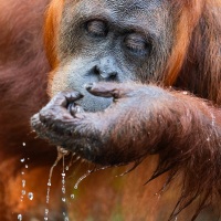 Orang outan