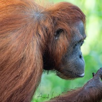 Orang outan