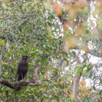 Aigle de Gurney