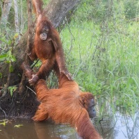 Orang outan