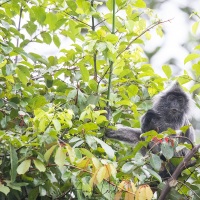 Semnopithèque à coiffe