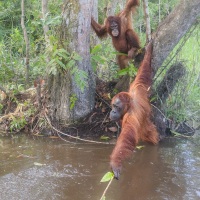 Orang outan