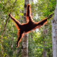 Orang outan