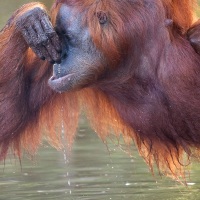 Orang outan