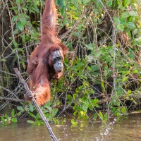 Orang outan