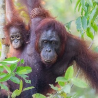 Orang outan
