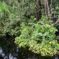 Jungle le long de la rivière