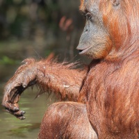 Orang outan