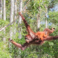 Orang outan