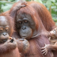Orang outan