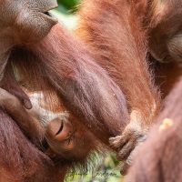 Orang outan