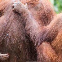 Orang outan