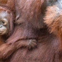 Orang outan