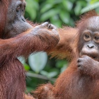 Orang outan