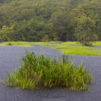 Une pluie torrentielle