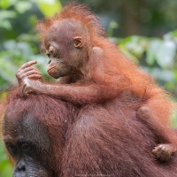 Orang outan
