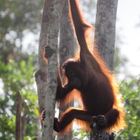 Orang outan