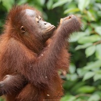 Orang outan