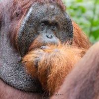Orang outan