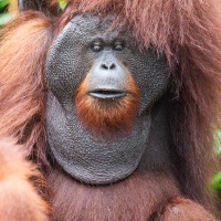Orang outan