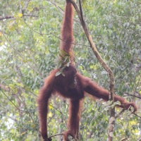 Orang outan