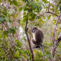 Macaque à longue queue