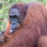 Orang outan
