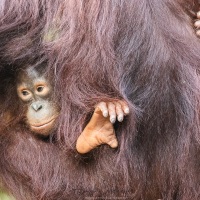 Orang outan: améliorer la viisibilité