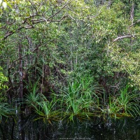 Jungle le long de la rivière