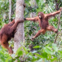 Orang outan