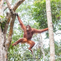 Orang outan