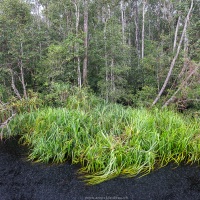 Jungle le long de la rivière
