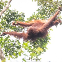 Orang outan