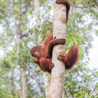 Orang outan