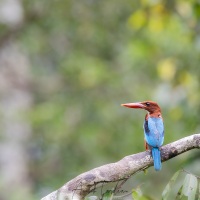 martin pêcheur à bec de cigogne