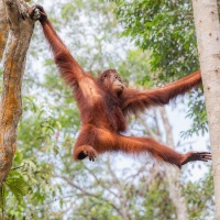 Orang outan