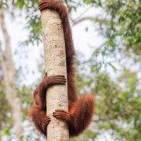 Orang outan