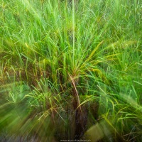 Végétation aquatique