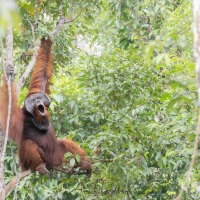 Orang outan
