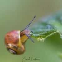 Escargot