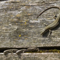 Lézard des murailles