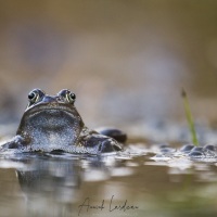 Grenouille rousse