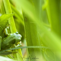 Rainette verte