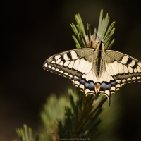 Machaon