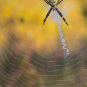 Argiope fasciée
