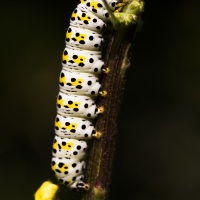 Chenille de cucullie du bouillon blanc