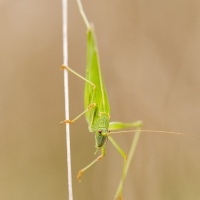 Grande sauterelle verte