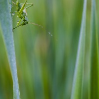 Sauterelle verte