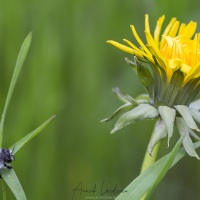 Fleur pissenlit + andrène vague