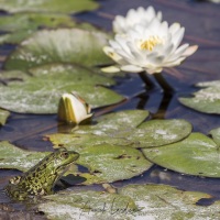 Grenouille verte